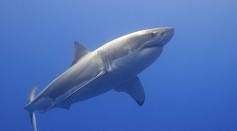 5-Foot Newborn Great White Shark Captured Swimming on California Coast