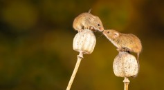 Mice's Brain Adjusts Time Processing To Communicate With Others More Effectively, Study Reveals