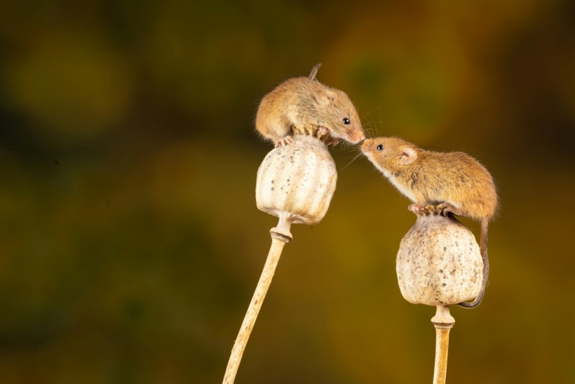 Mice's Brain Adjusts Time Processing To Communicate With Others More Effectively, Study Reveals