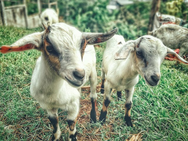 Goats Are Sensitive to Humans' Vocal Cues; Can Tell Your Mood Based on Voice Tone [Study]