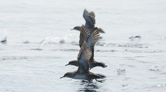 Europe’s Most Endangered Seabird Shifts Migratory Pattern, Holds Key in Surviving Climate Change