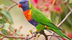 200 Parrots Fall From the Sky in Australia, Suffer From Mysterious Illness