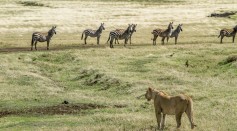 Unraveling Nature's Web: How Do Invasive Ants Disrupt Lion Predation Patterns in Kenya's Savannah?