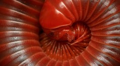 Five New Species of Spooky-Looking Millipedes Discovered in African Jungles, Shedding Light on the Vine Dilemma in Forest Ecology