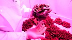 Scientists Hope To Grow Salad In Space
