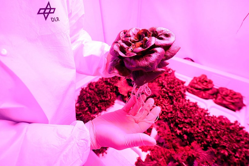 Scientists Hope To Grow Salad In Space