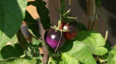 Purple Tomato: Revolutionary Genetically Modified Seed Now Available to U.S. Home Gardeners