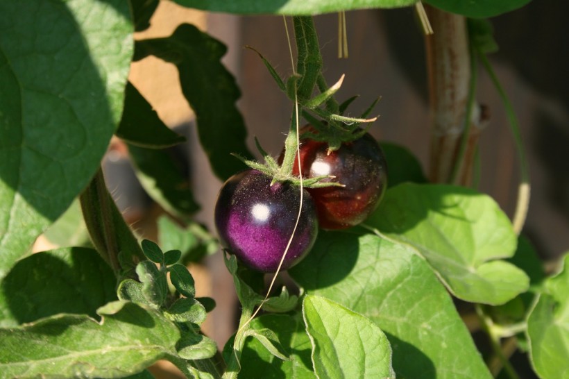 Purple Tomato: Revolutionary Genetically Modified Seed Now Available to U.S. Home Gardeners