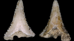 New Species of Prehistoric Shark Had Teeth With Tiny Fangs