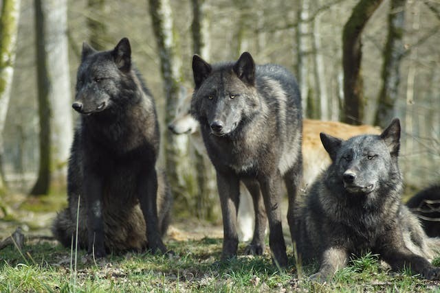 Wolves Exposed to Chernobyl Disaster Have Genetically Modified Immune Systems; Mutant Canines Show Resilience to Cancer