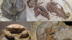 400 Well-Preserved Fossils Unearthed in a Mountain Range in France [Study]