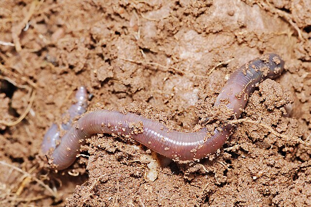 invasive earthworm species colonize large swaths of north america pose threat to native ecosystems