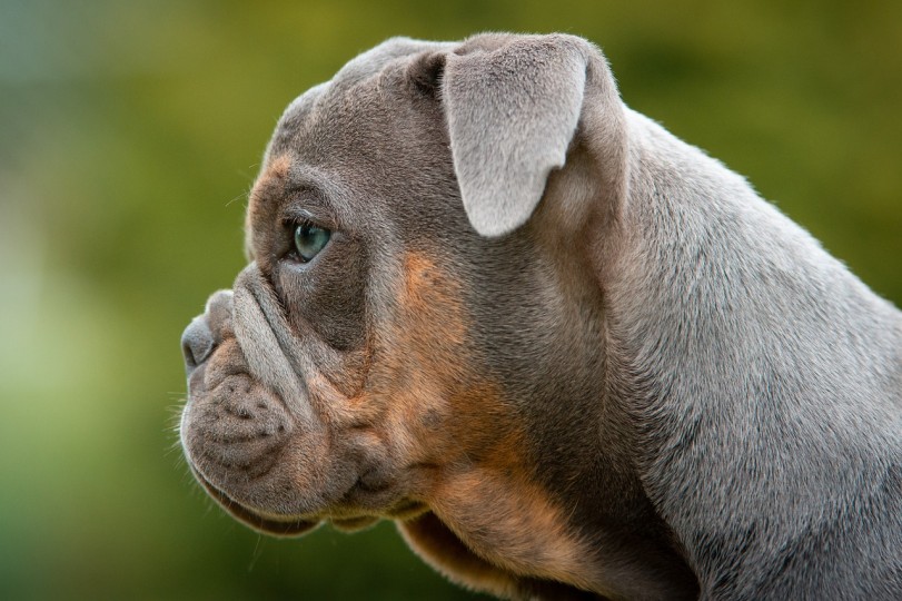 Explore the expected life spans of different dog breeds