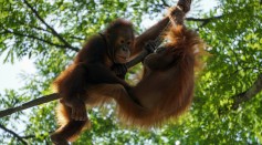 Great Apes Engage in Playful Teasing Like Humans, Revealing Surprising Similarities in Cognitive Skills