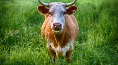Male Fertility: Bull Genomics Shed Light on Genetic Factors Affecting Reproductive Health in Humans
