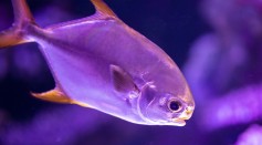 Evolutionary Puzzle: Understanding Why Humans Lack Gills Despite Their Fish Ancestry