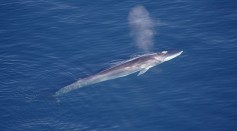 Endangered Fin Whales Spotted in New York City, May Have Been Living There For a Decade Already [Study]