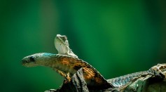 Snakes Evolve 3 Times Faster Than Lizards [Study]