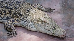 Saltwater Crocodile Eats Shark in Queensland; Wildlife Officers Warn Public Against Feeding Crocs