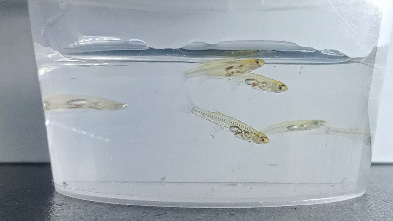 Tiny Transparent Fish That Produces Clicking Noises Dubbed the Loudest for  Its Size