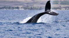 AI Reveals 20% Decline in North Pacific Humpback Whales Linked to Marine Heatwave and Climate Change