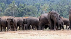 Grieving Giants: Indian Study Reveals Asian Elephants' Unique Burial Rituals for Deceased Calves