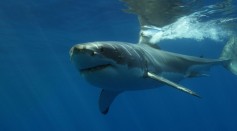 3.5-Meter Great White Shark Washes Ashore in New South Wales; Necropsy Planned To Determine Cause of Death