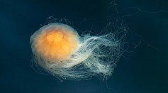Biohybrid Robots Based on Jellyfish Designed To Gather Climate Science Data From Depths of the Oceans