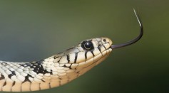 Developing Universal Antivenom That Can Neutralize Neurotoxin From Any Venomous Snakes Worldwide Could Likely Happen Soon