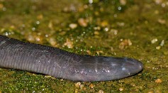 Worm-Like Amphibian Found To Produce Milk For Its Hatchlings; How Do Caecilians Nurse Their Young?