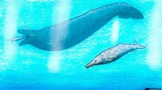 Extinct Colossus Is Not the Heaviest Creature of All Time; Weird Whale's Weight Was Overestimated [Study]