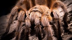  Why Are Tarantulas Hairy? Exploring the Body Covering of Nocturnal Arachnid Predator