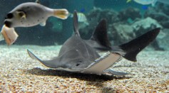 A critically endangered small tooth sawfish
