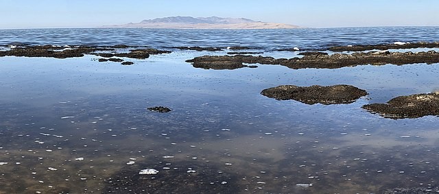 Thousands of Tiny Worms Thrive in Utah's Great Salt Lake [Study]