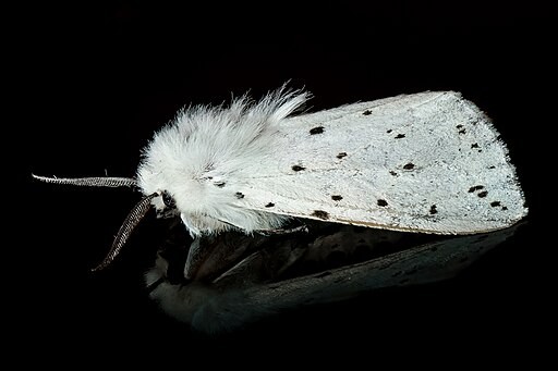 Urban Moths Develop Smaller Wings in Response to Light Pollution; Interrupted Flight Speed Makes Them Vulnerable to Predators