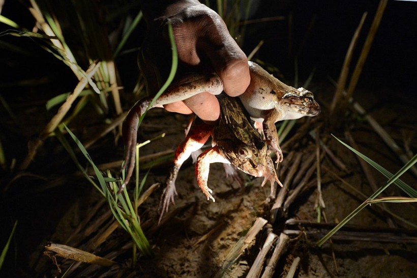 INDONESIA-FRANCE-ENVIRONMENT-FOOD-SPECIES-FROGS