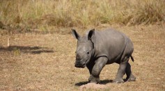 Baby Rhino at Bedfordshire Conservation Zoo Takes Wobbly Steps 2 Hours After Birth [Watch Video]