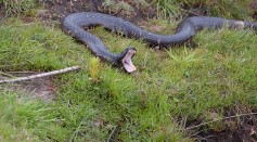How Deadly Is Venomous Tiger Snake? Bitten Hunter Suffers  Multiple Organ Failure