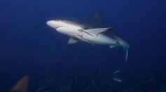 Bull Shark Population on the Rise Due to Global Warming [Study]