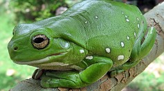 Why Do Tree Frogs Lay Eggs on the Ground Instead of on Tree Branches Where They Usually Live?