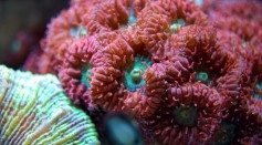 Reviving Coral Reefs: Steel Frames Spark Life in Once-Dead Ecosystems