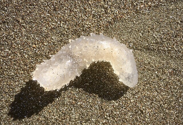 Millions of Gelatinous Transparent Blob-Like Creatures Wash Up on West Coast Beaches; What Are They? 
