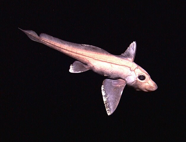 New Species of Ghost Shark With Glow in the Dark Eyes, Feather-Like Fins Found in the Andaman Sea [Study]