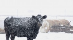 livestock in winter