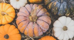 What Is Toxic Squash Syndrome? How to Tell When Pumpkin Is Toxic?