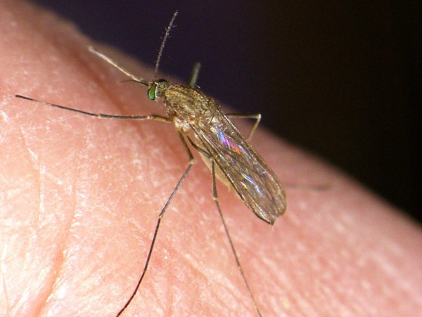 West Nile Virus Poses Emerging Public Health Threat in Europe; Climate Change Blamed for Spatial Expansion of Pathogen