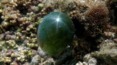 Sailor’s Eyeball Blob: How Big Is the Largest Single-Celled Organism on Earth?