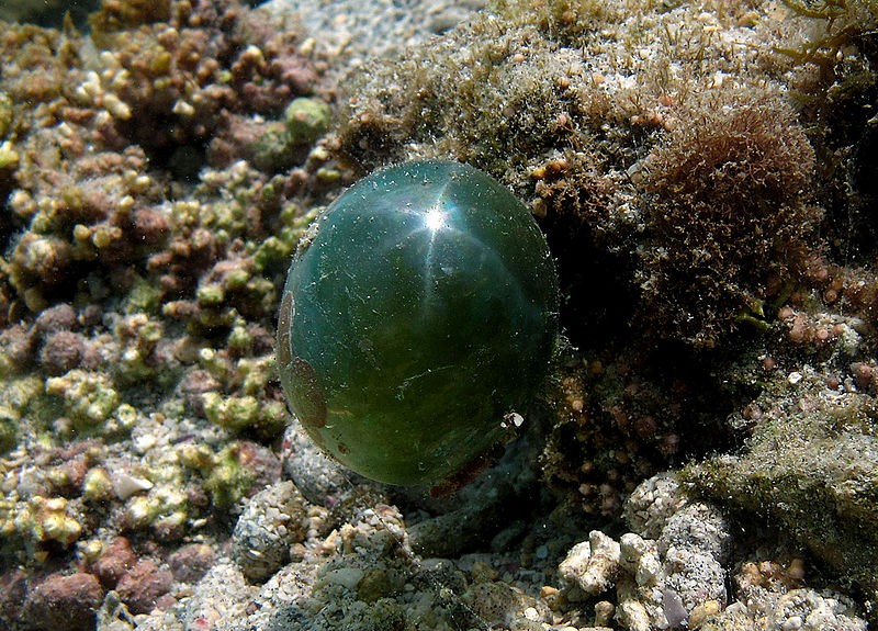 Sailor’s Eyeball Blob: How Big Is the Largest Single-Celled Organism on Earth?