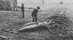 Deep Sea Gigantism: Why Do Creatures in the Depth of the Oceans Grow so Big?