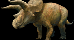 Three-Horned Dinosaurs Triceratops Lived and Moved in Group [Study]